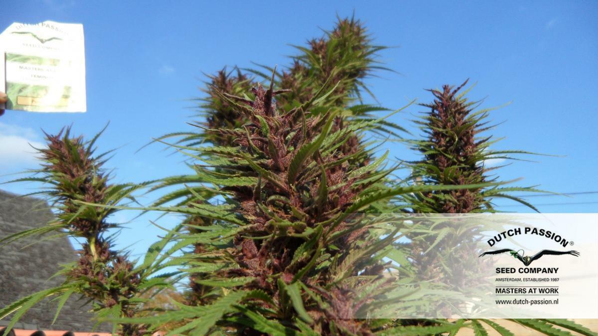 Dutch Passion - Purple #1 (fem.)
