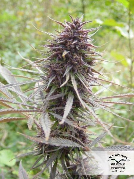 Dutch Passion - Purple #1 (fem.)