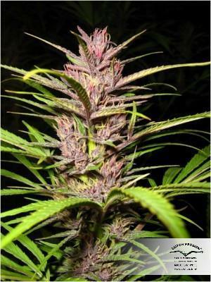 Dutch Passion - Purple #1 (fem.)