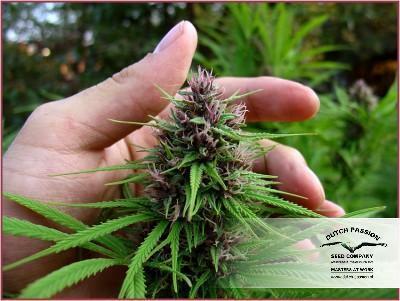 Dutch Passion - Shaman (fem.)