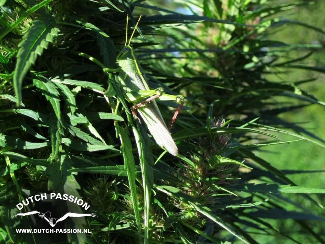 Dutch Passion - Shaman (fem.)