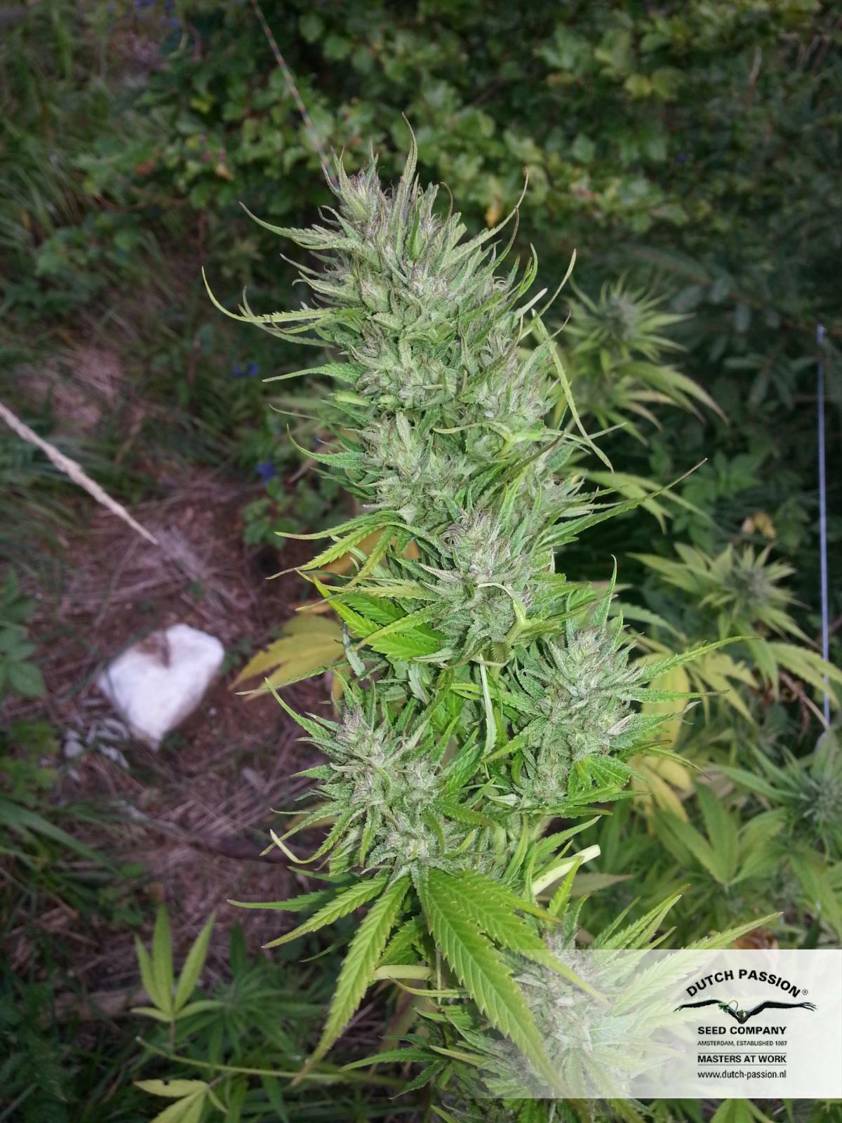 Dutch Passion - Shaman (fem.)
