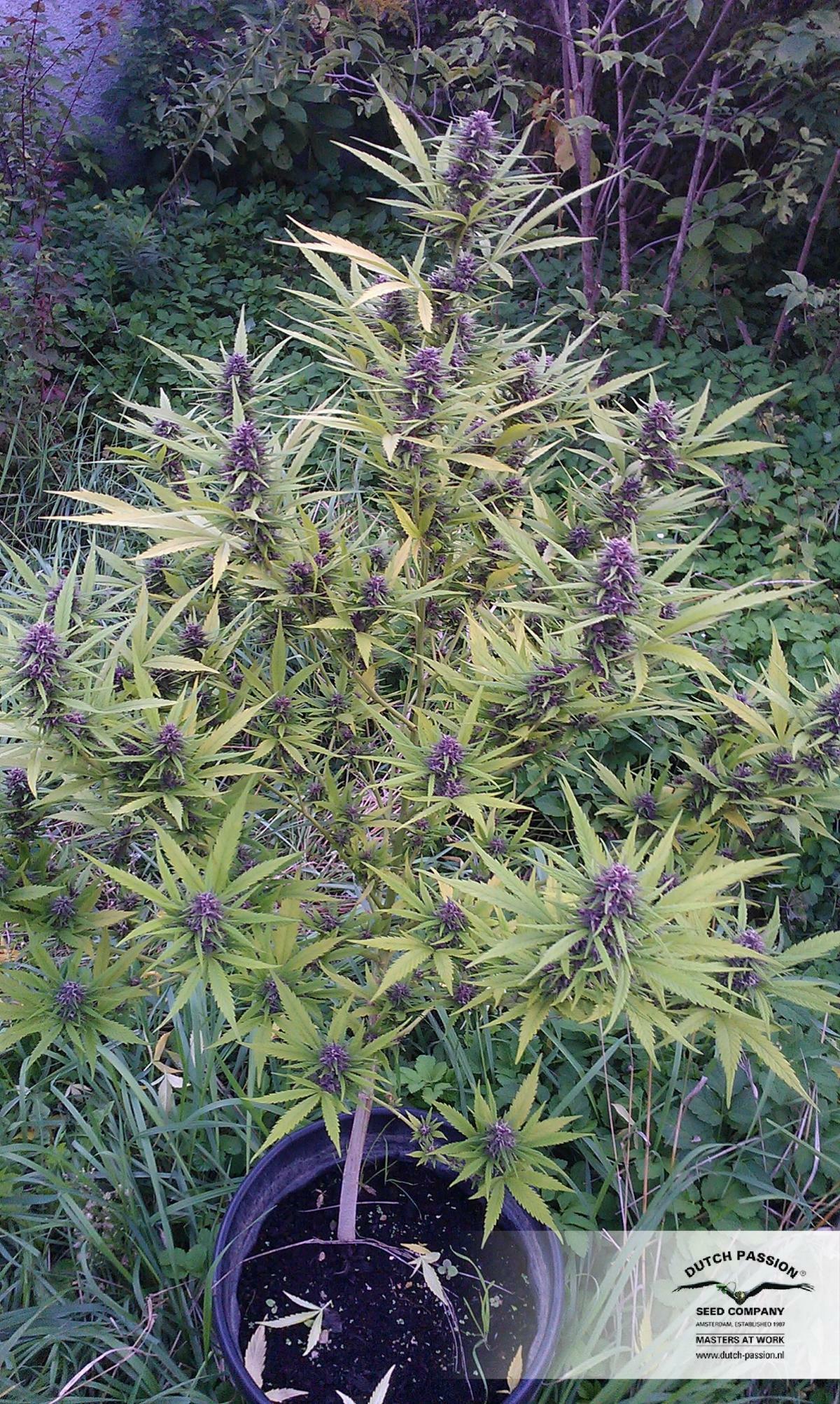 Dutch Passion - Shaman (fem.)