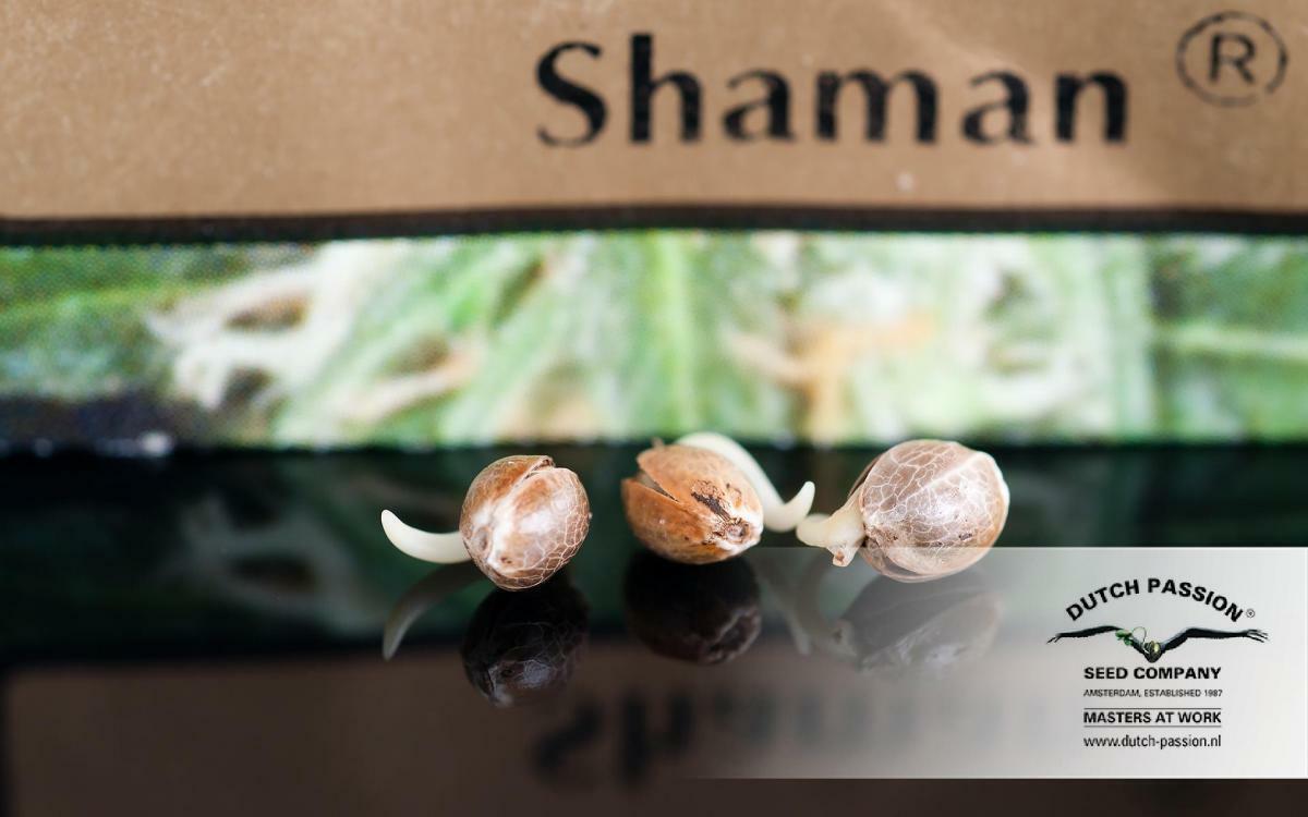 Dutch Passion - Shaman (fem.)