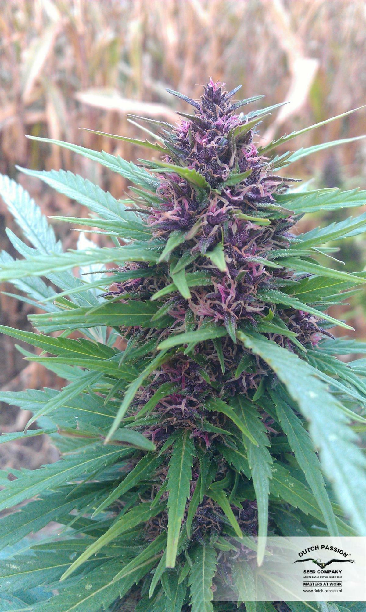Dutch Passion - Shaman (fem.)