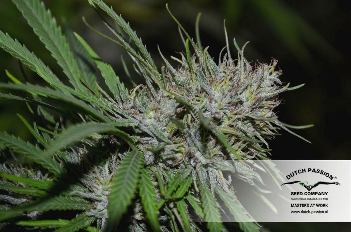 Dutch Passion - Shaman (fem.)