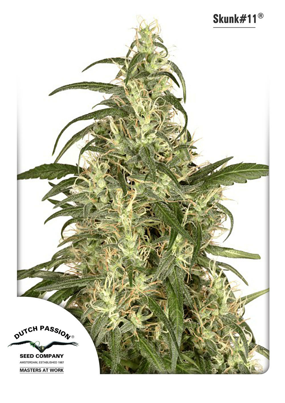 Dutch Passion - Skunk #11 (fem.)