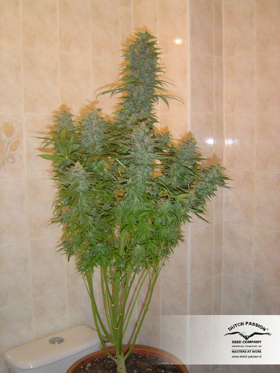 Dutch Passion - Skunk #11 (fem.)
