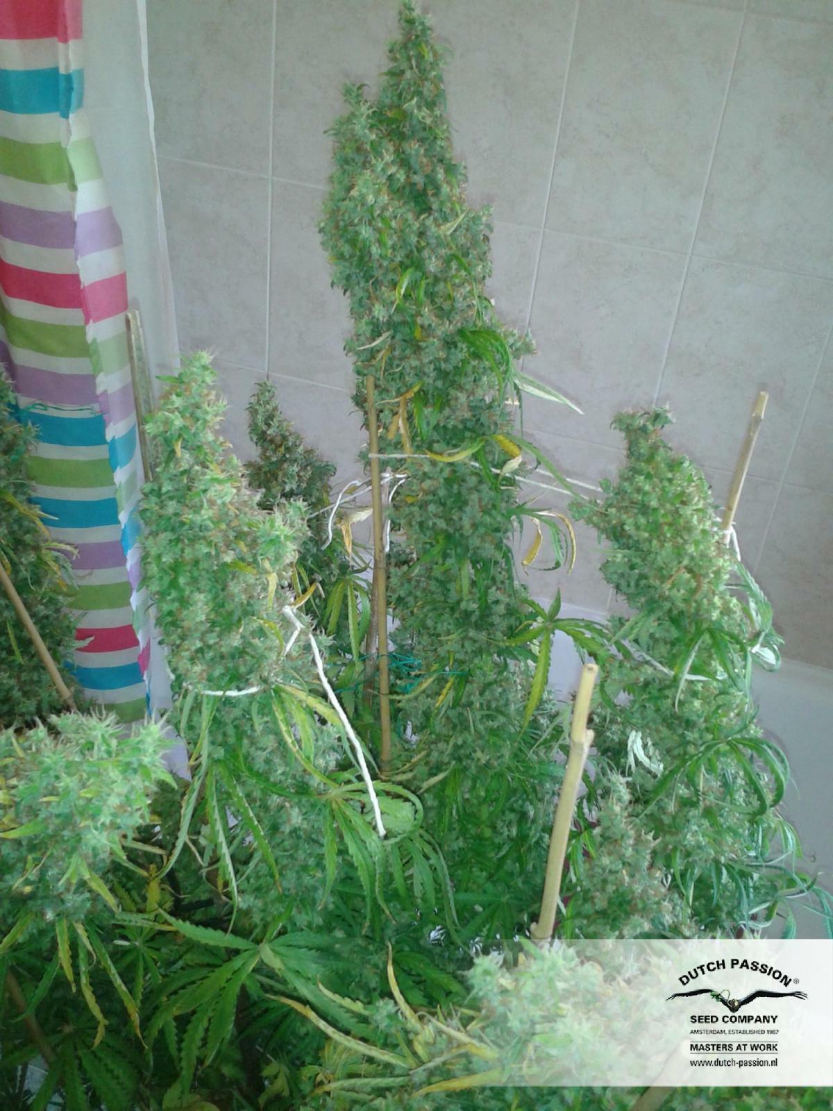Dutch Passion - Skunk #11 (fem.)