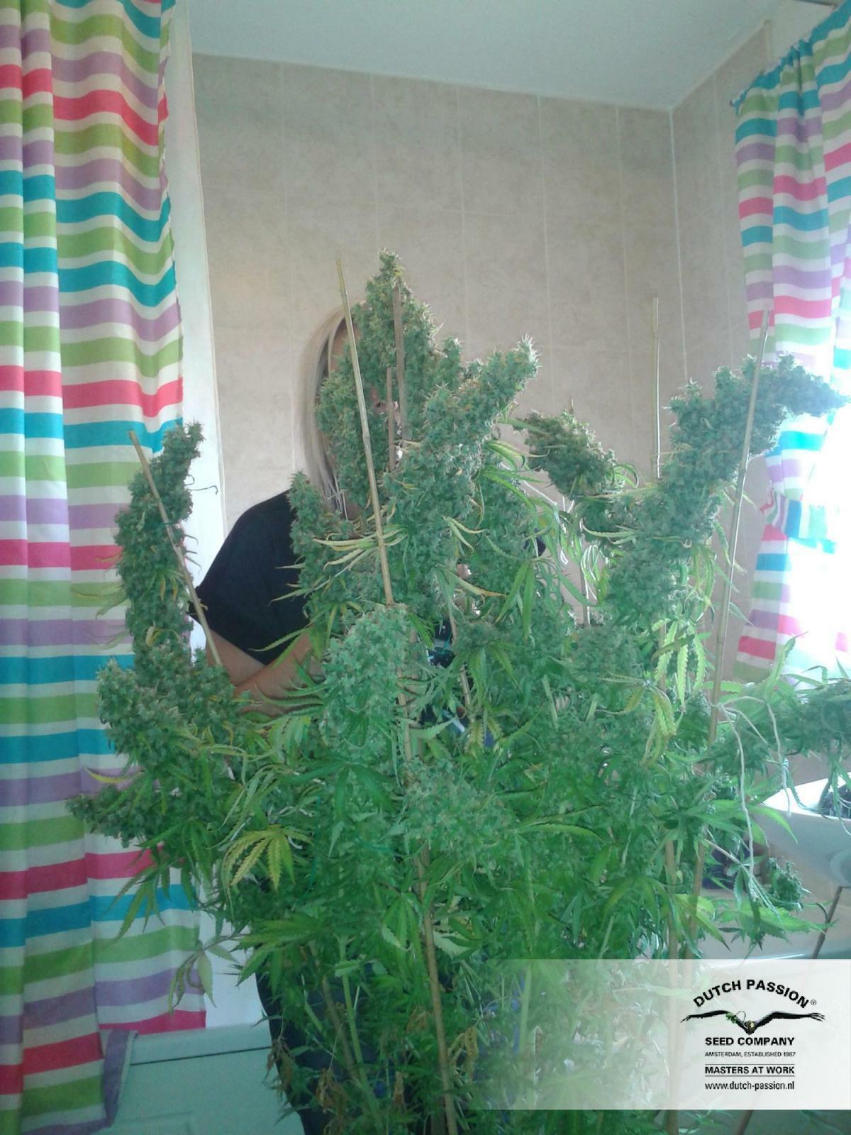 Dutch Passion - Skunk #11 (fem.)