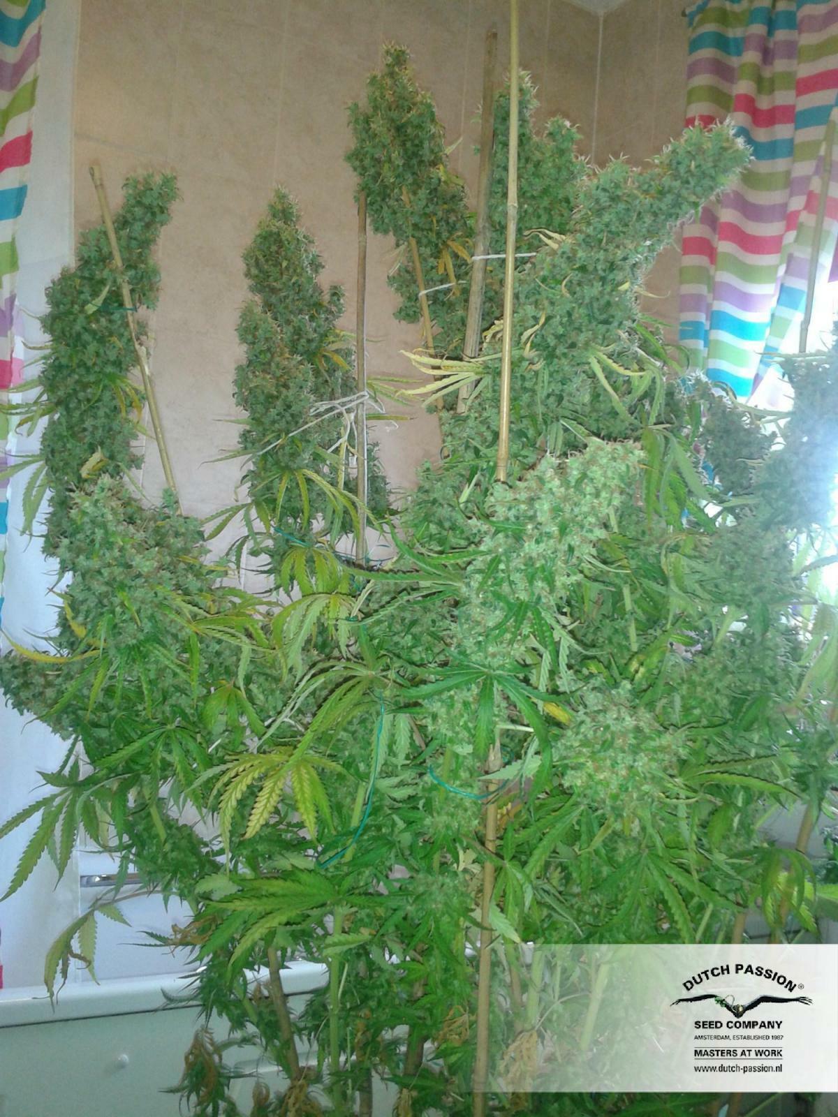 Dutch Passion - Skunk #11 (fem.)