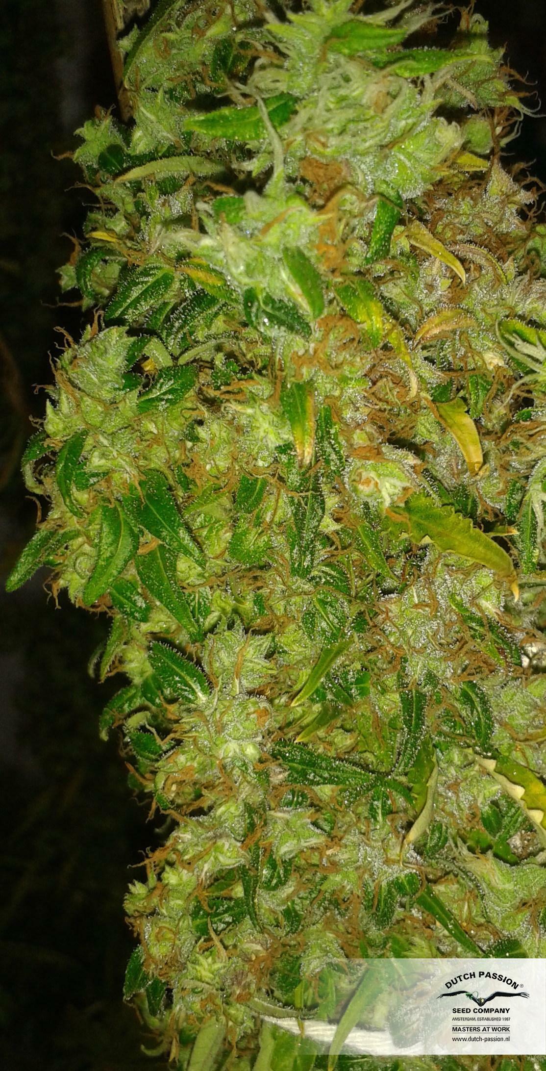 Dutch Passion - Skunk #11 (fem.)