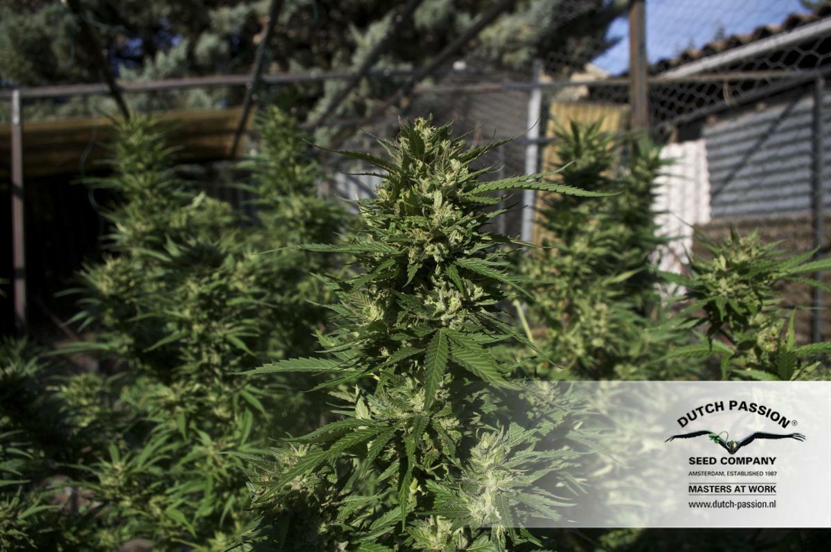 Dutch Passion - Skunk #11 (fem.)