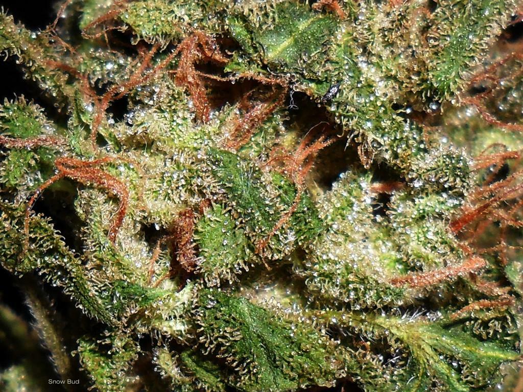 Dutch Passion - Snow Bud (fem.)