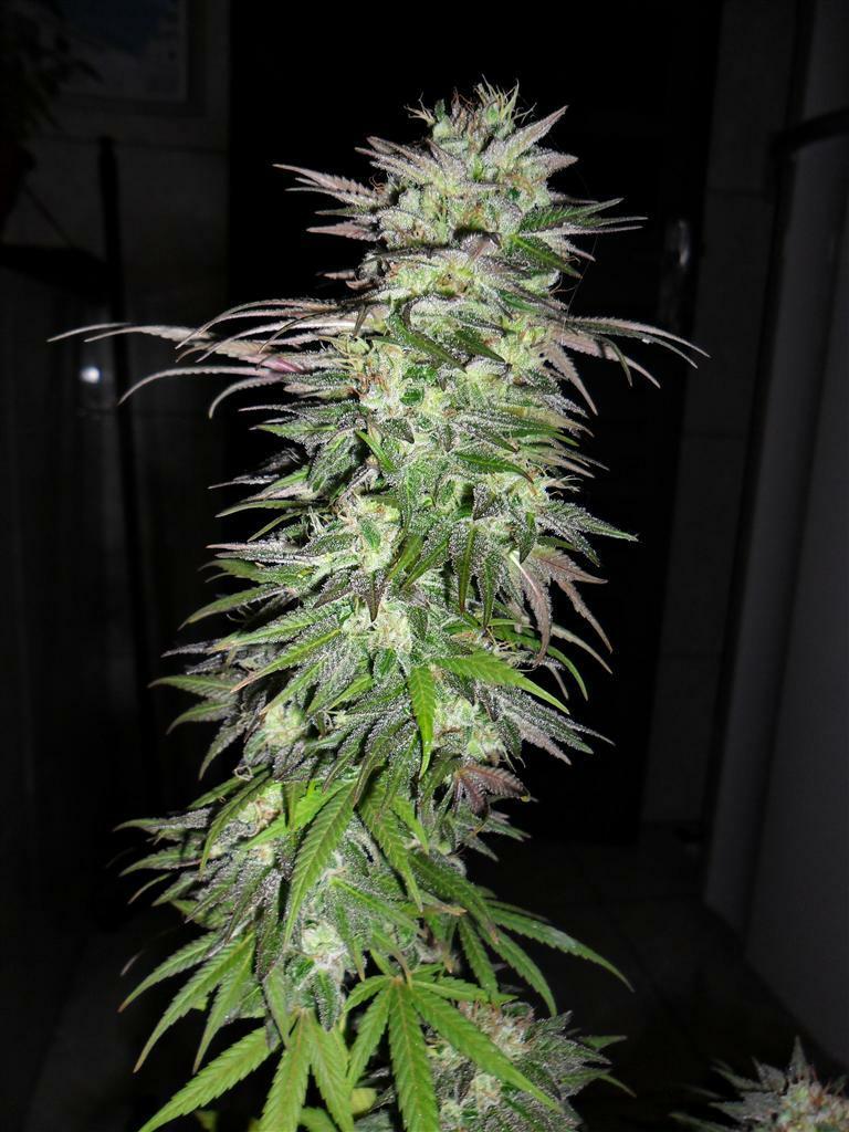 Dutch Passion - Snow Bud (fem.)