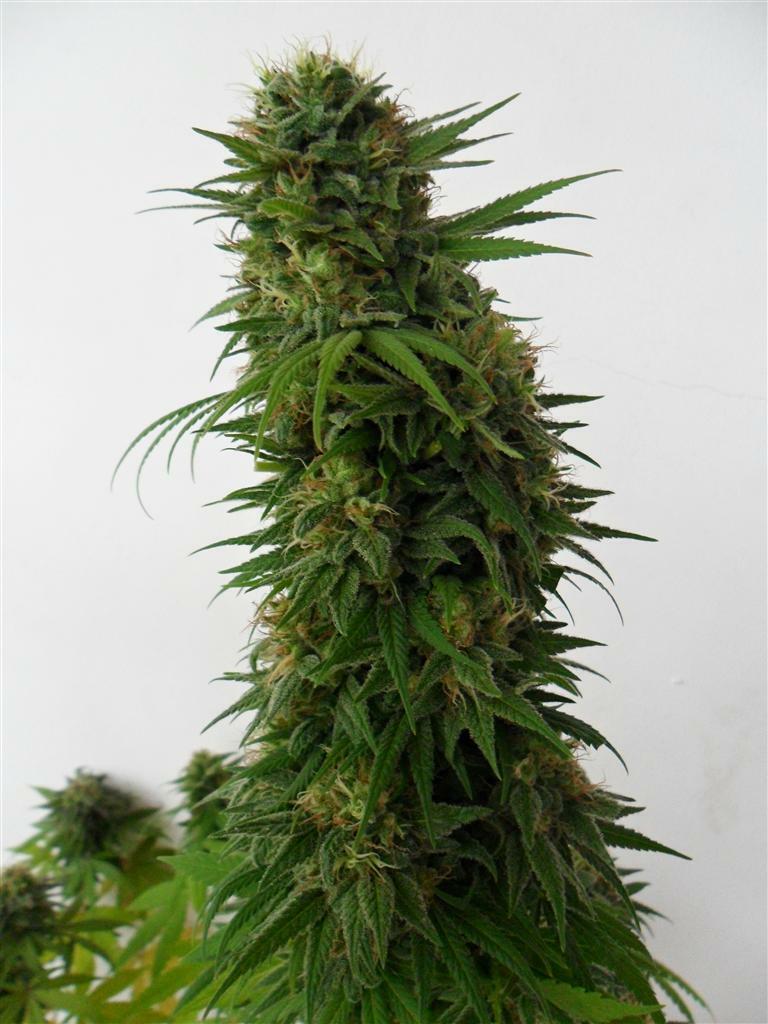 Dutch Passion - Snow Bud (fem.)