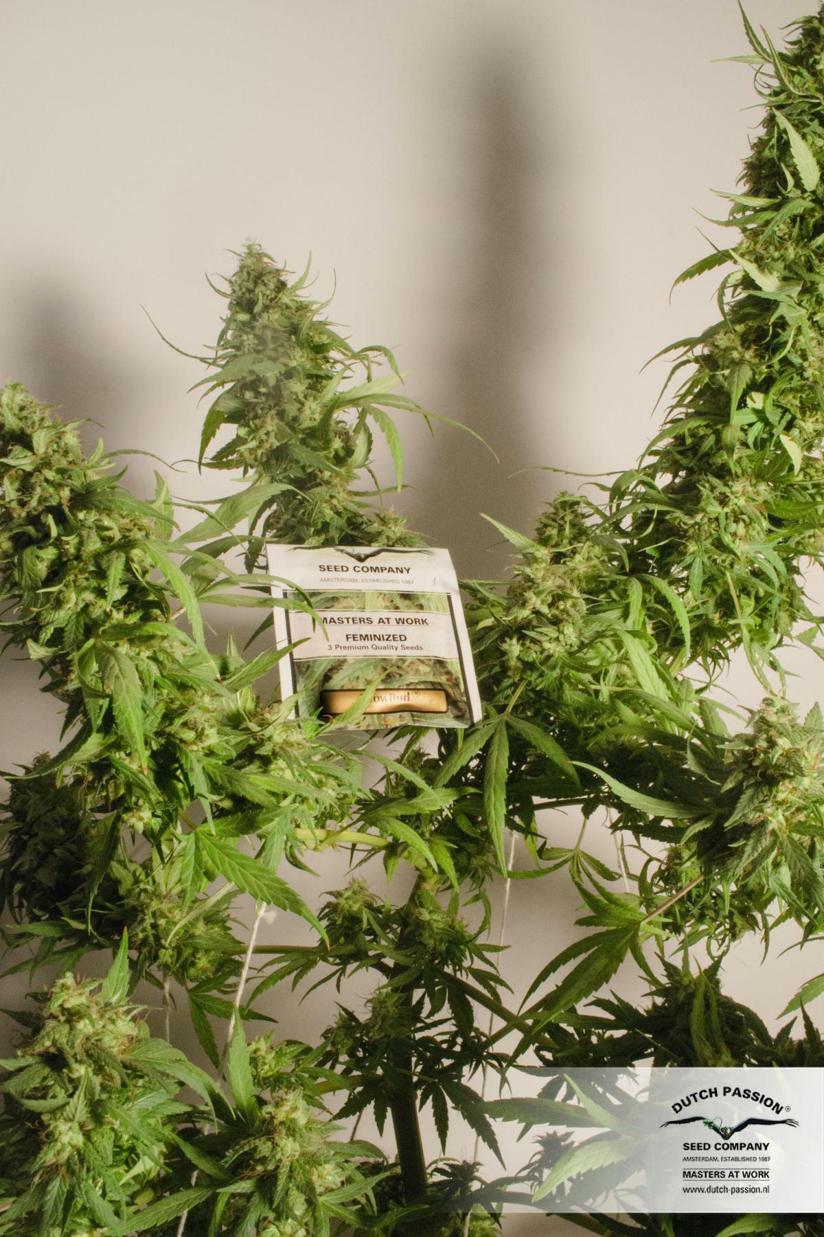 Dutch Passion - Snow Bud (fem.)
