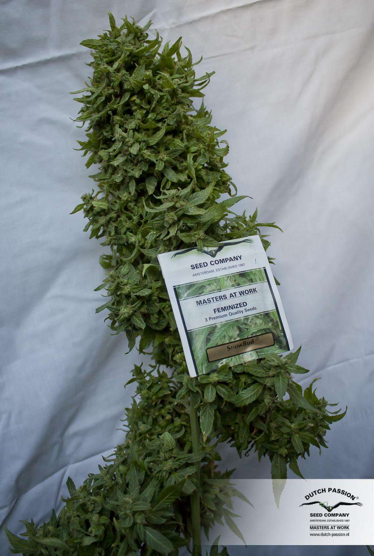 Dutch Passion - Snow Bud (fem.)