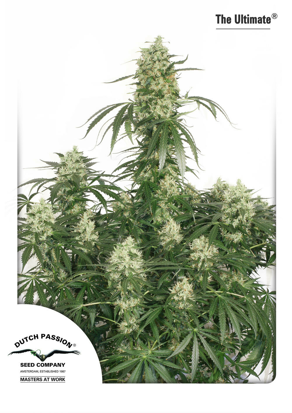 Dutch Passion - The Ultimate (fem.)