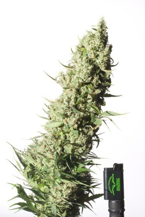 Dutch Passion - The Ultimate (fem.)