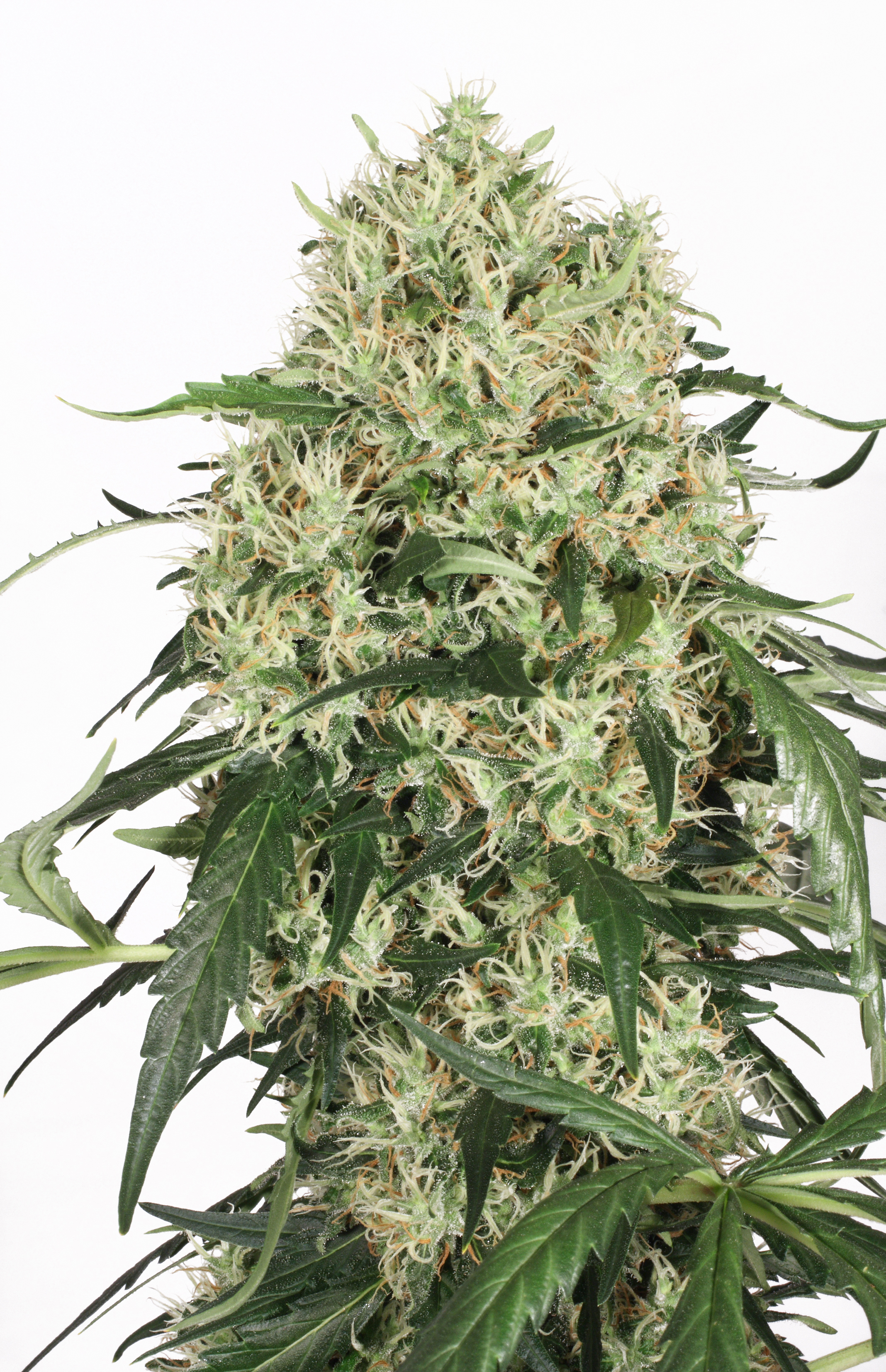 Dutch Passion - The Ultimate (fem.)