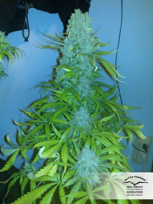 Dutch Passion - The Ultimate (fem.)