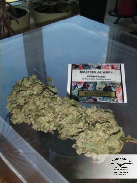 Dutch Passion - The Ultimate (fem.)