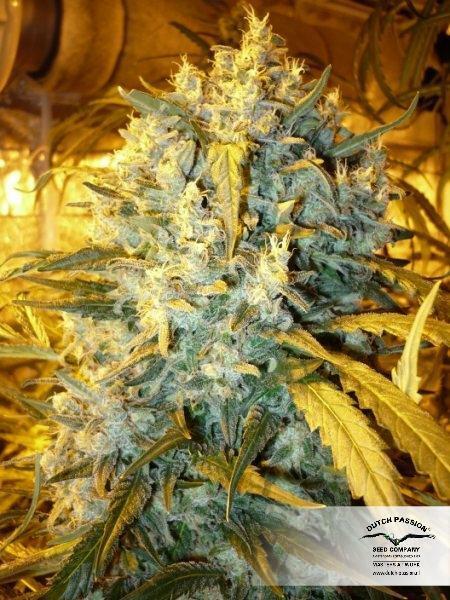 Dutch Passion - The Ultimate (fem.)