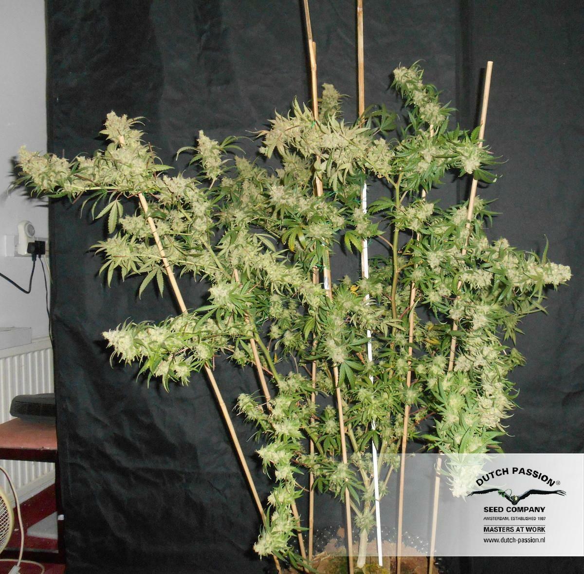 Dutch Passion - The Ultimate (fem.)