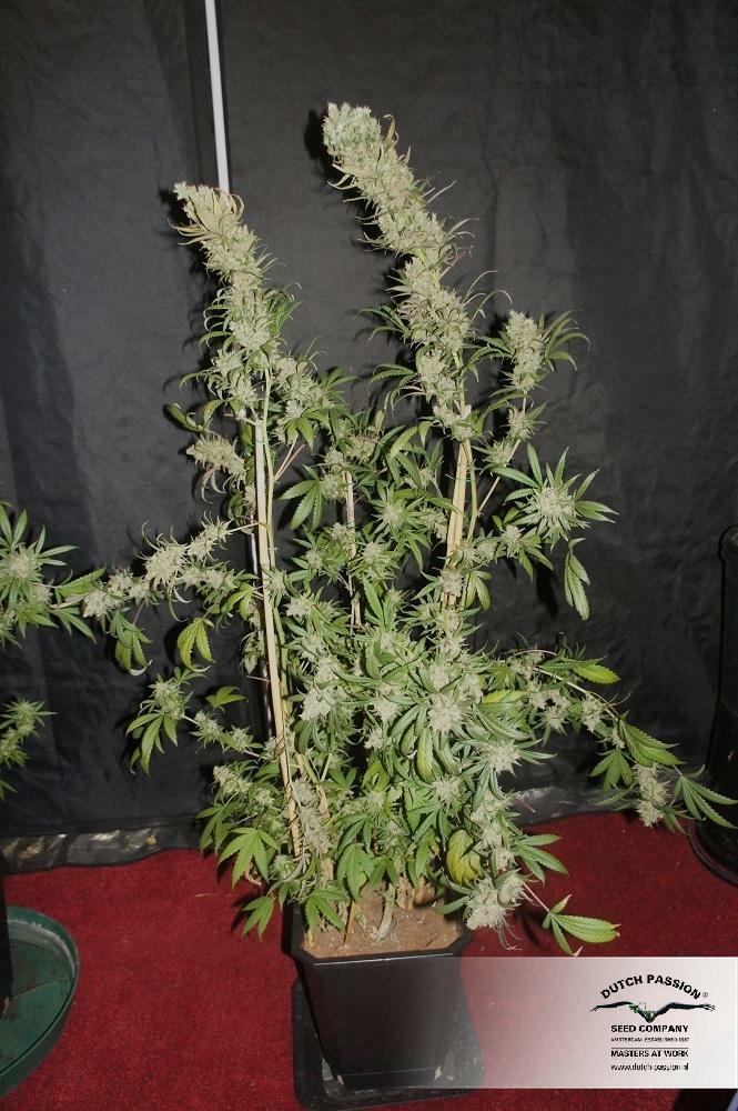 Dutch Passion - The Ultimate (fem.)