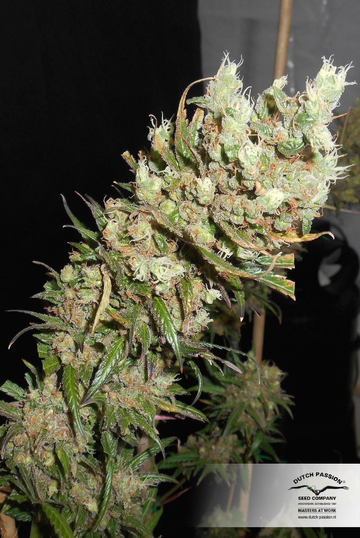 Dutch Passion - The Ultimate (fem.)
