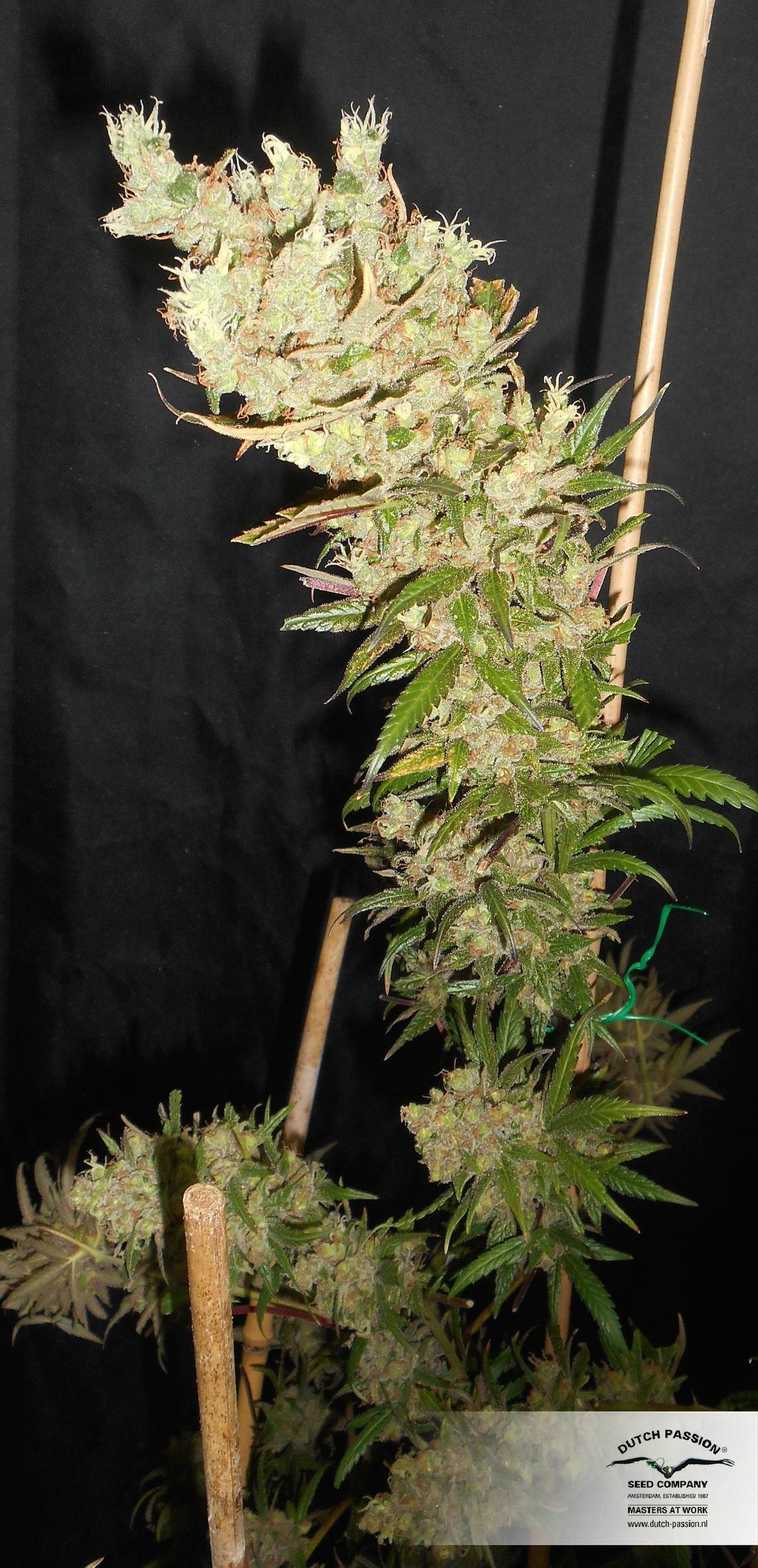 Dutch Passion - The Ultimate (fem.)