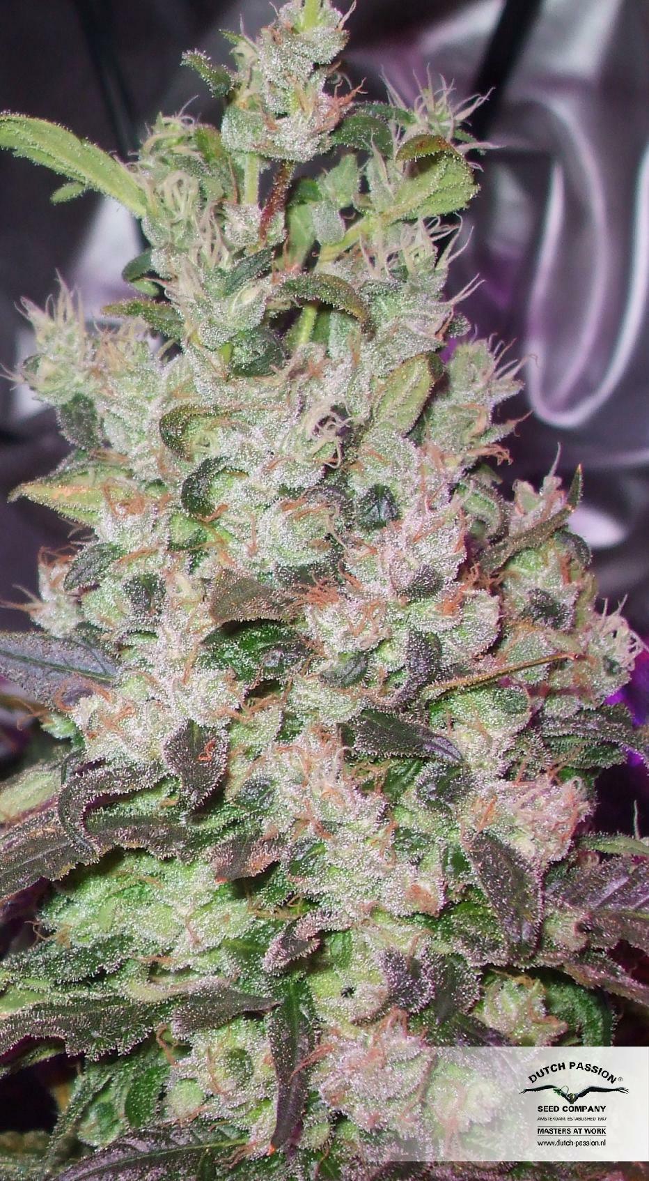 Dutch Passion - The Ultimate (fem.)