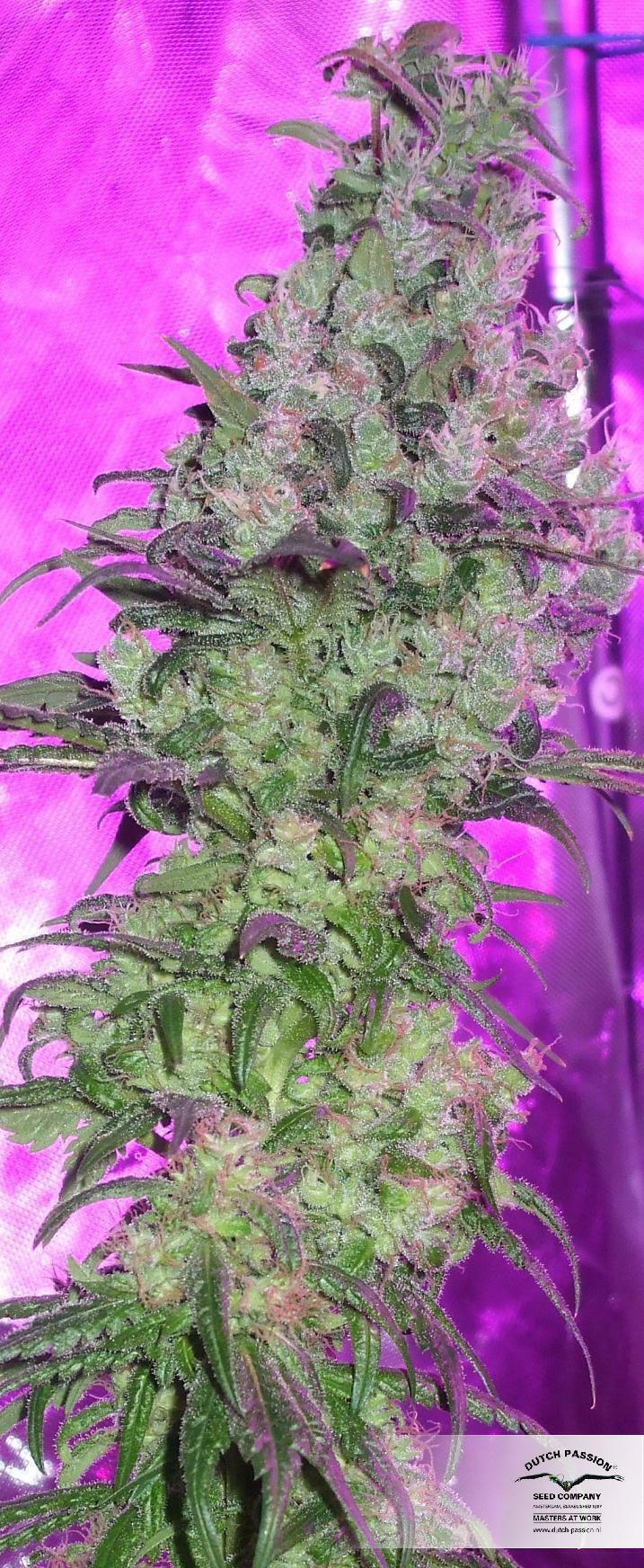Dutch Passion - The Ultimate (fem.)
