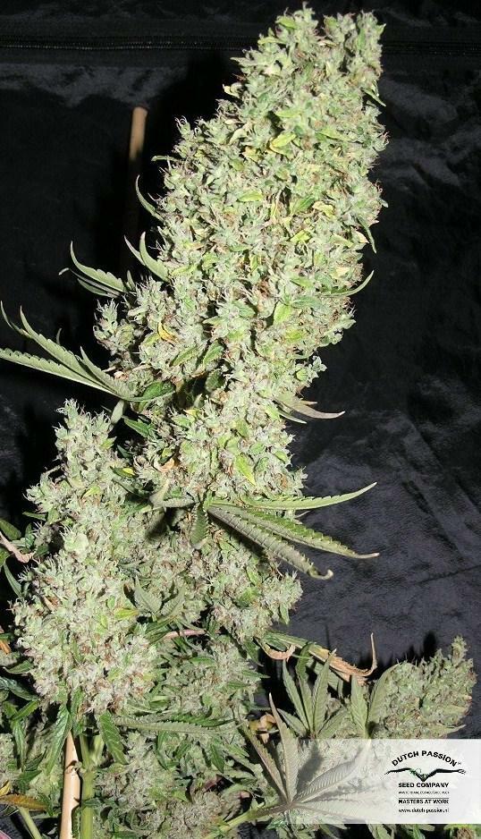 Dutch Passion - The Ultimate (fem.)