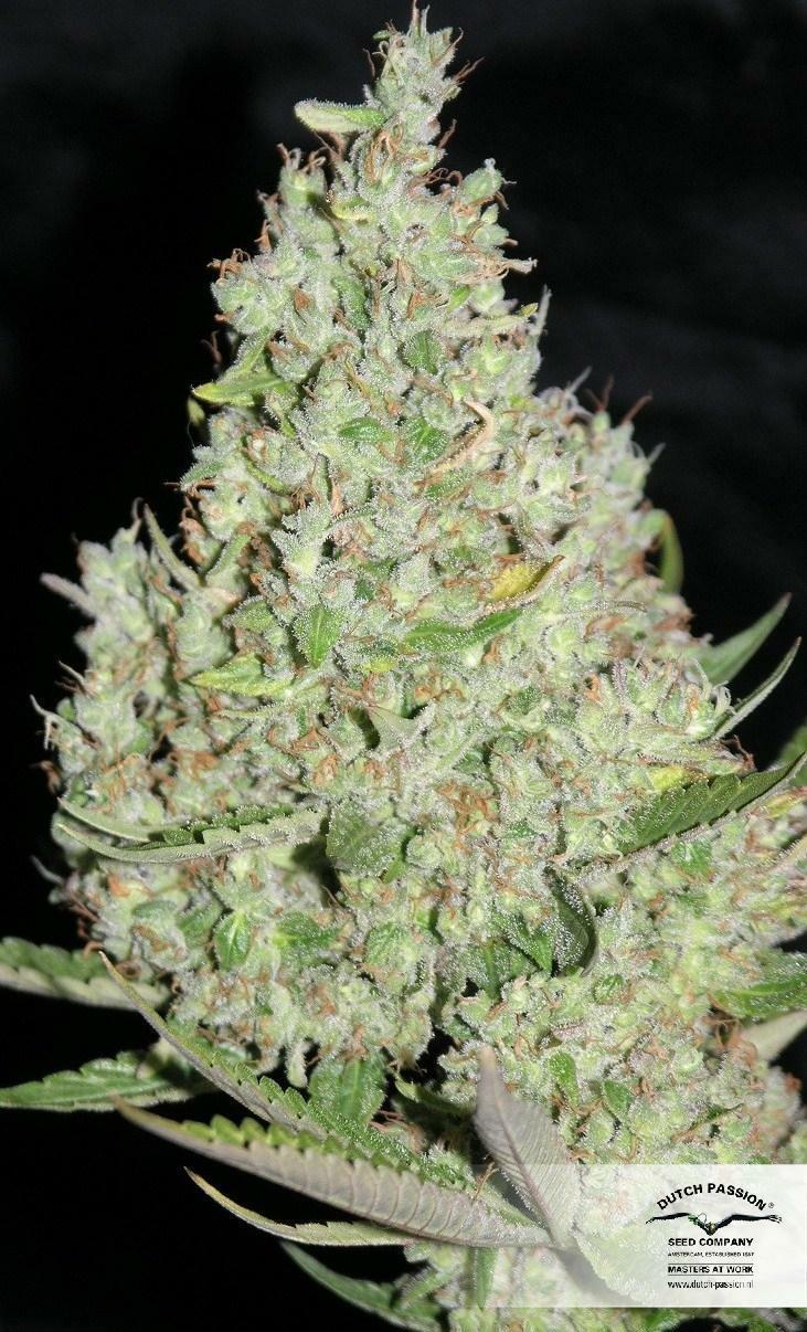 Dutch Passion - The Ultimate (fem.)