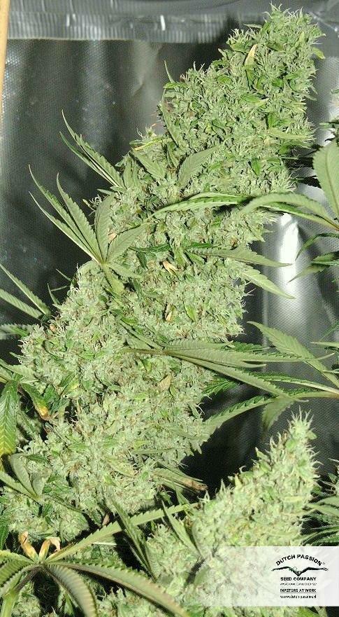 Dutch Passion - The Ultimate (fem.)