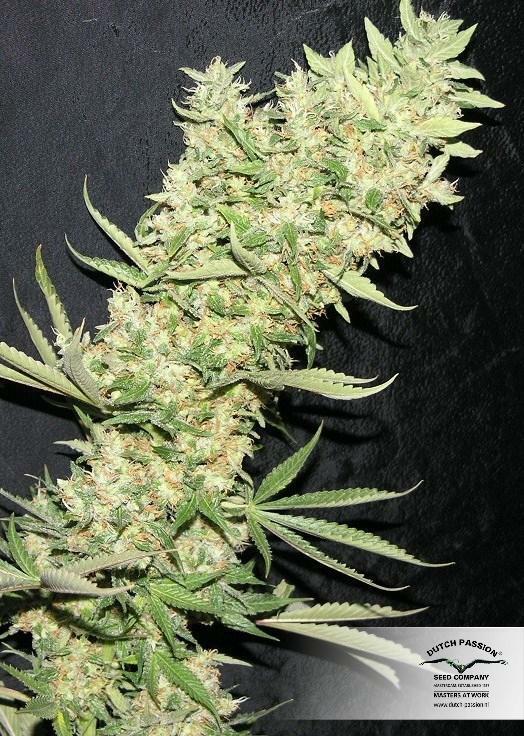 Dutch Passion - The Ultimate (fem.)