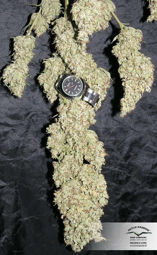 Dutch Passion - The Ultimate (fem.)