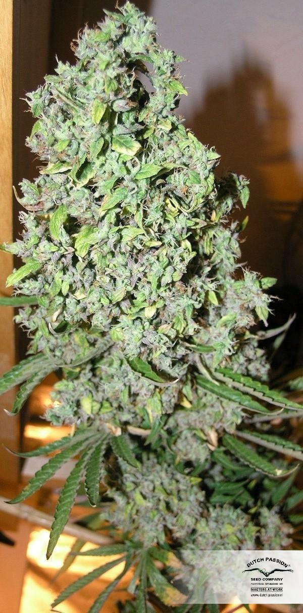 Dutch Passion - The Ultimate (fem.)