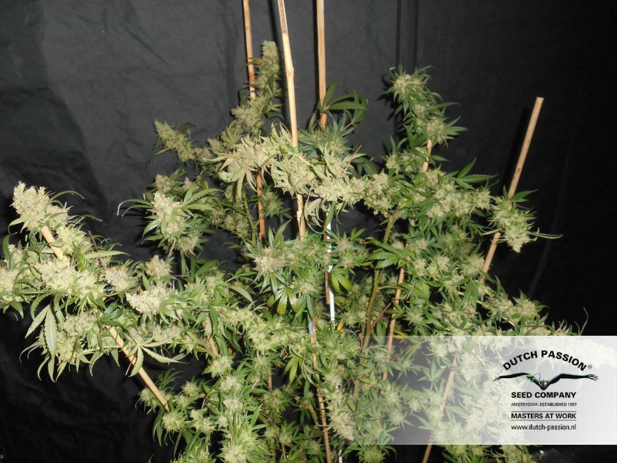 Dutch Passion - The Ultimate (fem.)