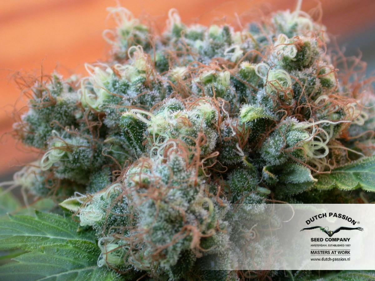 Dutch Passion - White Widow (fem.)