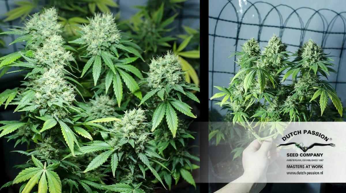 Dutch Passion - White Widow (fem.)