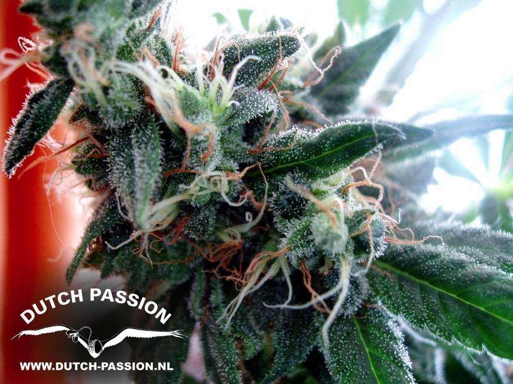 Dutch Passion - White Widow (fem.)