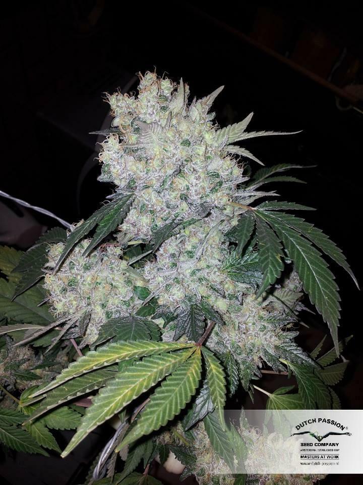Dutch Passion - White Widow (fem.)