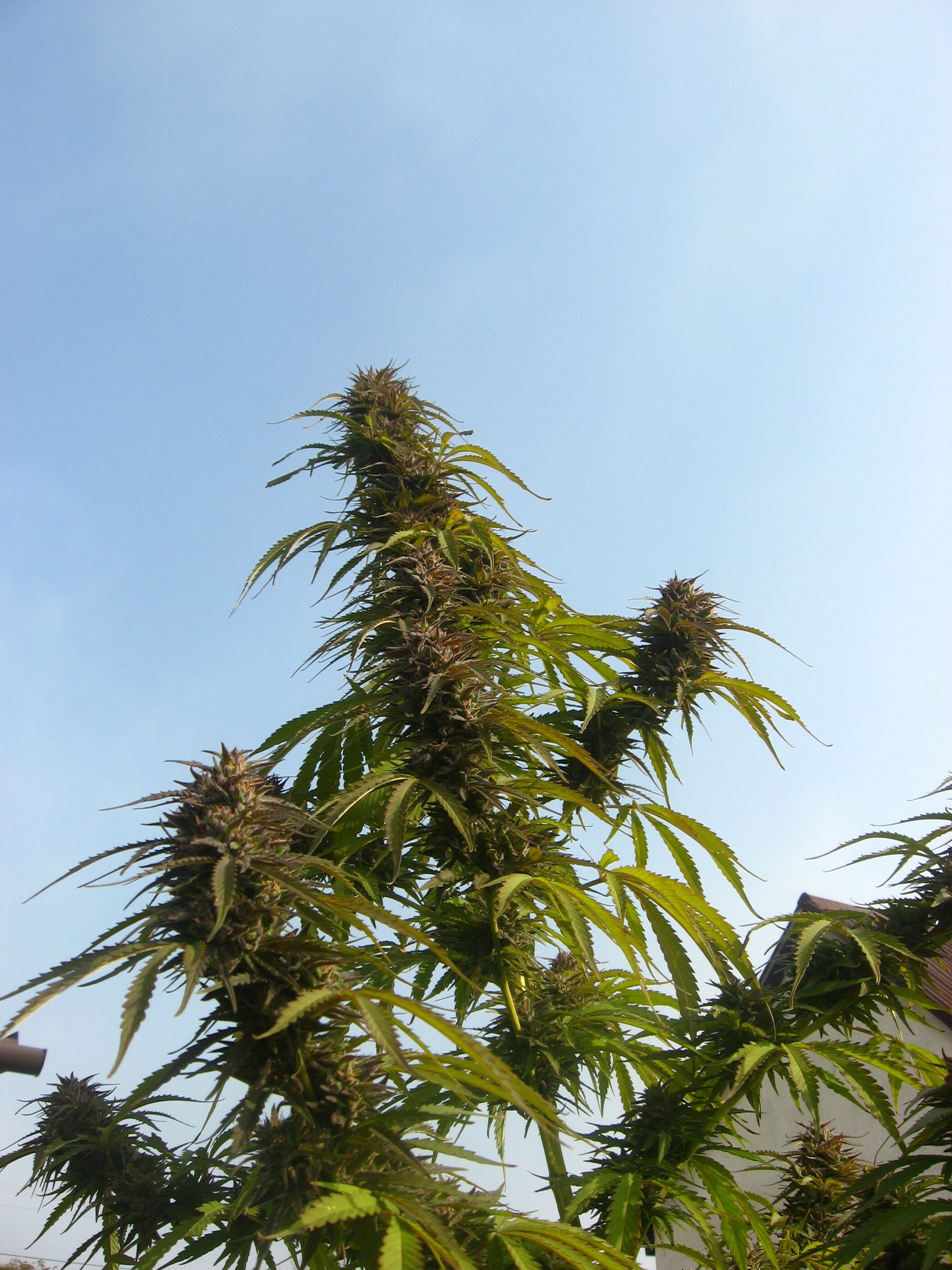 Dutch Passion - White Widow (fem.)