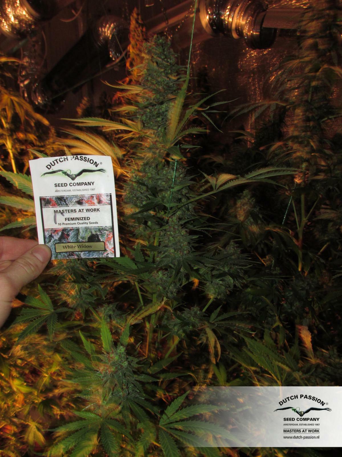 Dutch Passion - White Widow (fem.)