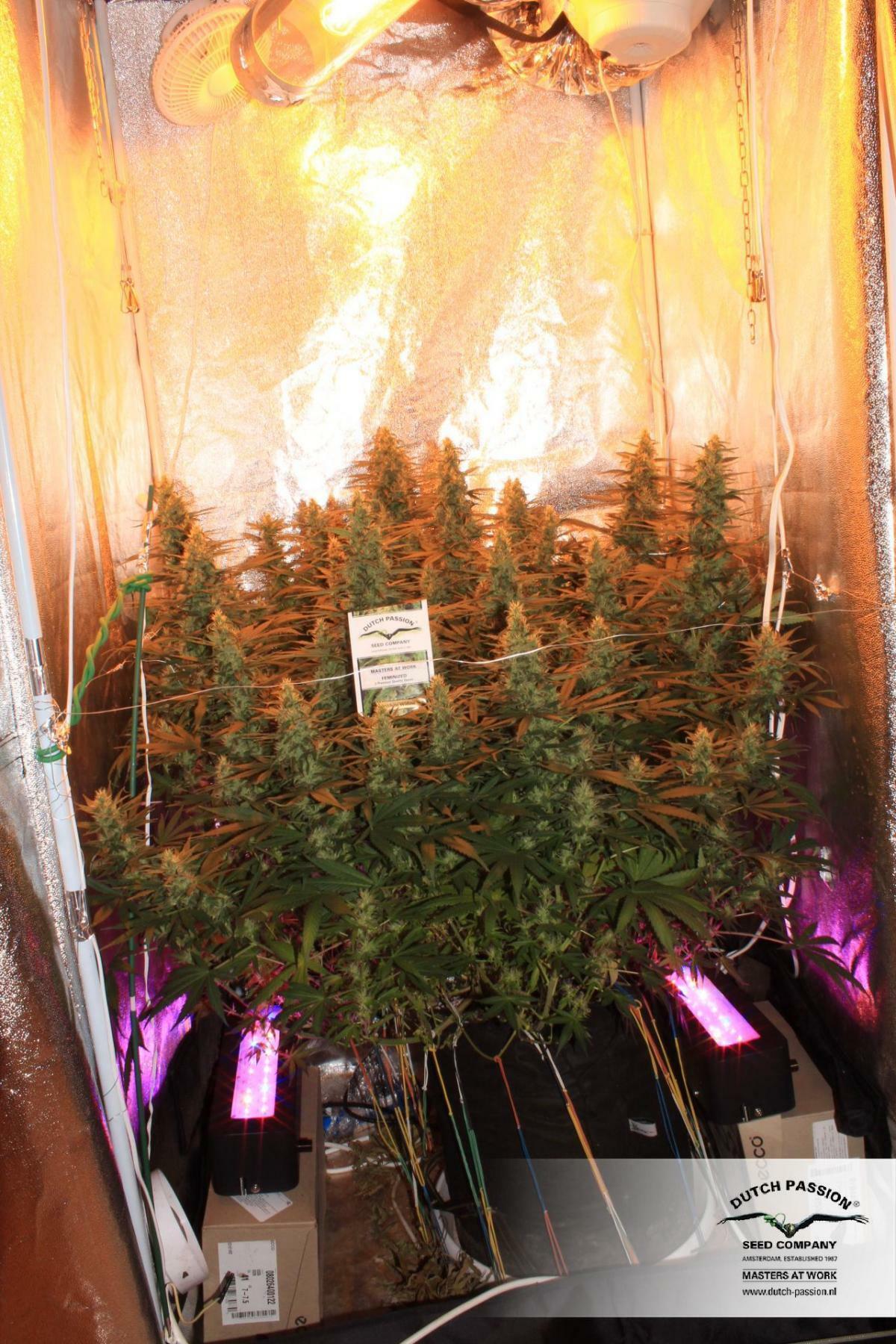 Dutch Passion - White Widow (fem.)