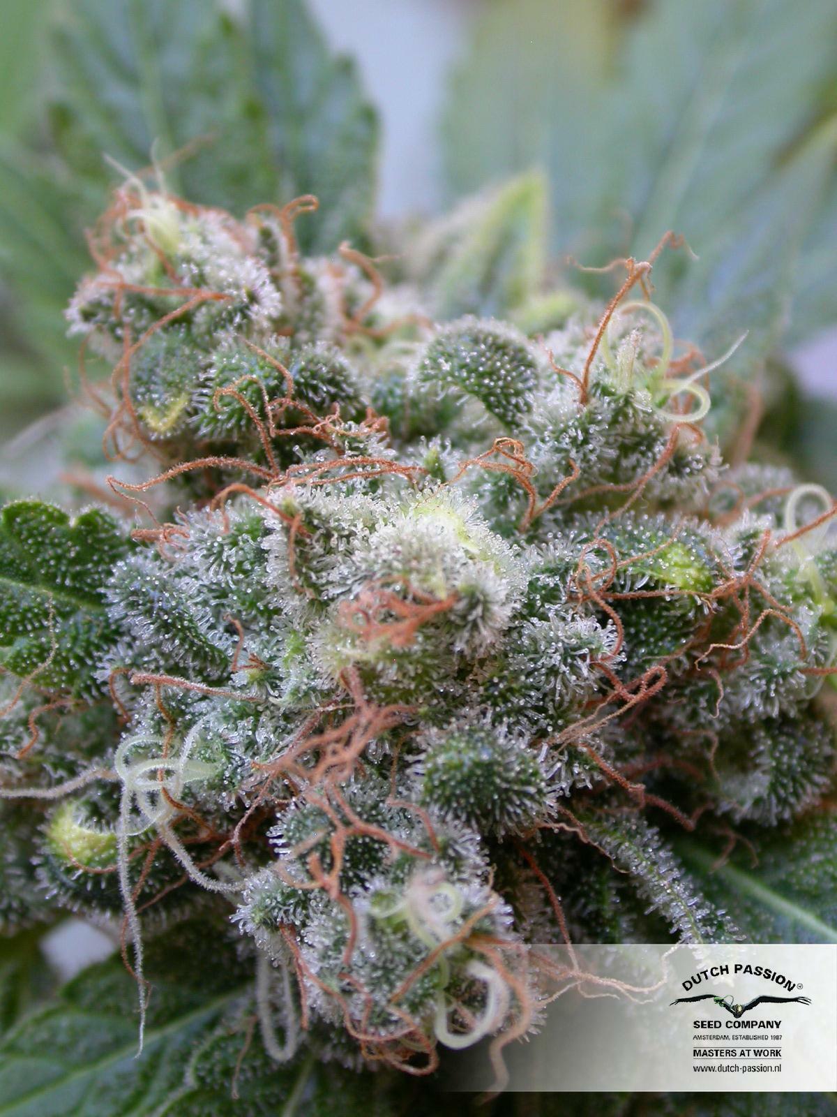 Dutch Passion - White Widow (fem.)