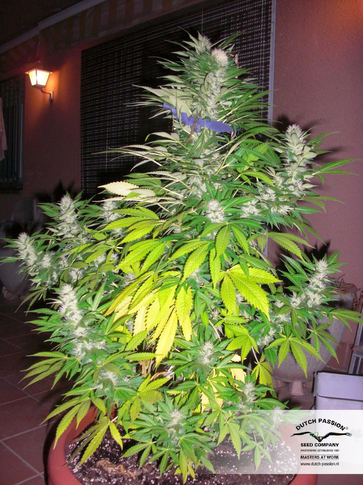 Dutch Passion - White Widow (fem.)